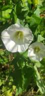 Image de Calystegia silvatica subsp. fraterniflora (Mackenzie & Bush) R. K. Brummitt