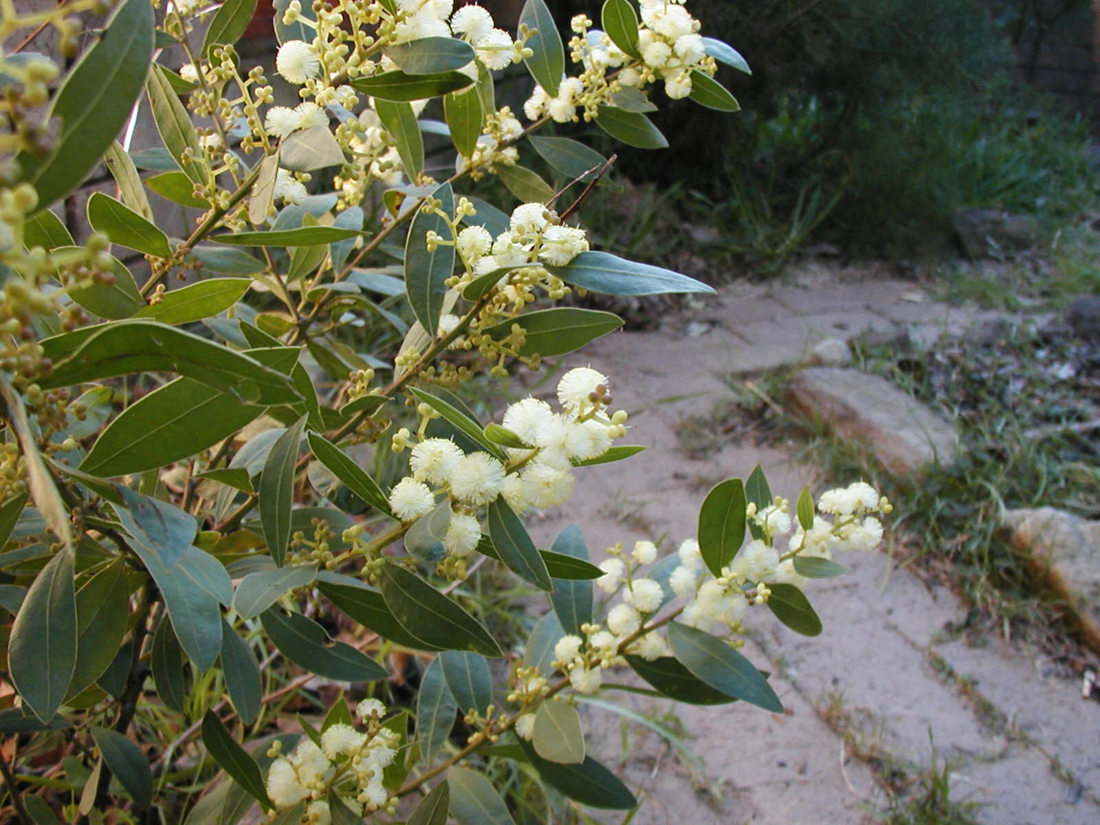 Acacia myrtifolia (Sm.) Willd. resmi