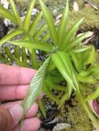 Image of Asplenium oblongifolium Col.