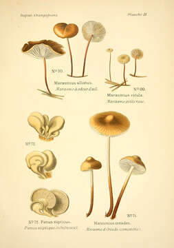 Image of Marasmius oreades (Bolton) Fr. 1836