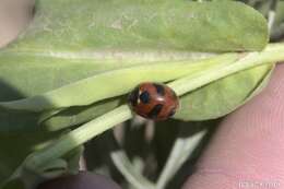 Imagem de Coccinella monticola Mulsant 1850