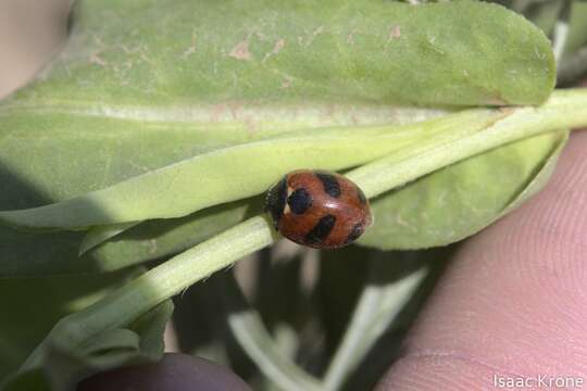 Image of Mountain Lady Beetle