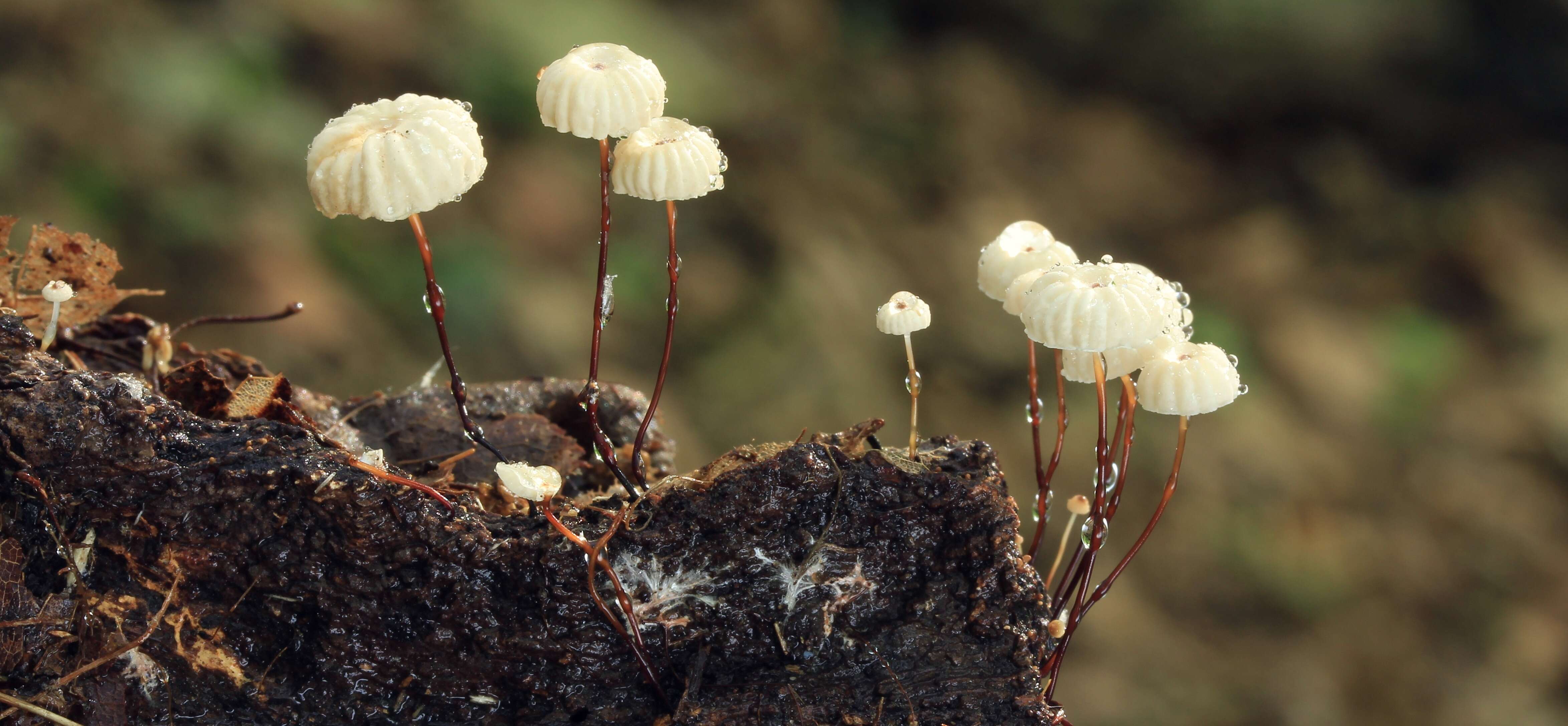 Image of Marasmius rotula (Scop.) Fr. 1838