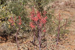 Слика од Aloe grandidentata Salm-Dyck