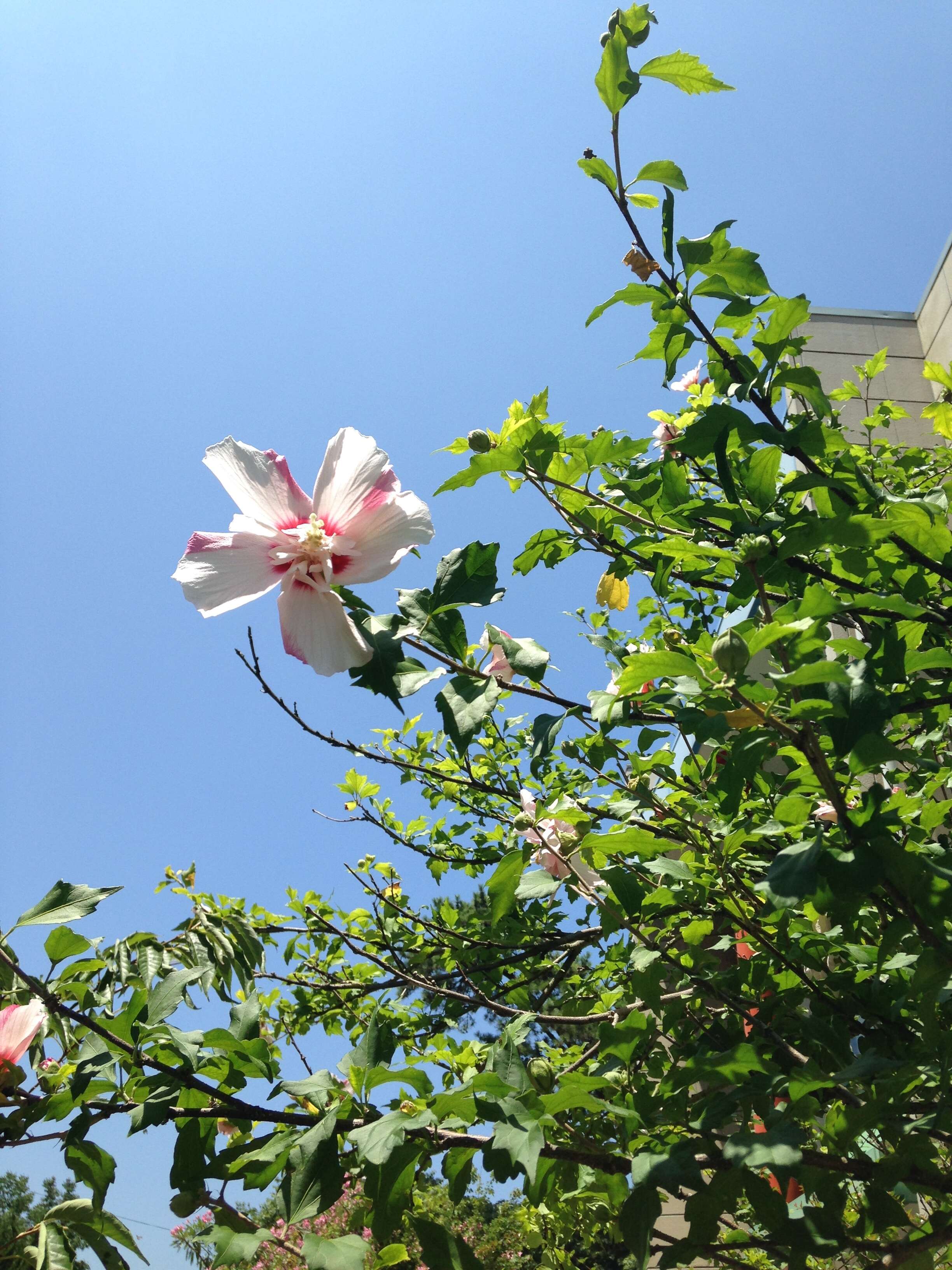 Imagem de Hibiscus syriacus L.