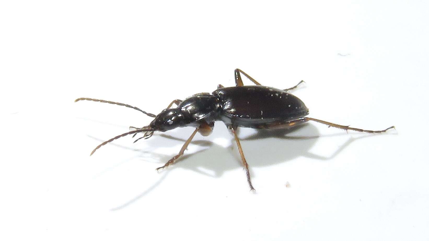 Image of Agonum (Europhilus) gratiosum (Mannerheim 1853)