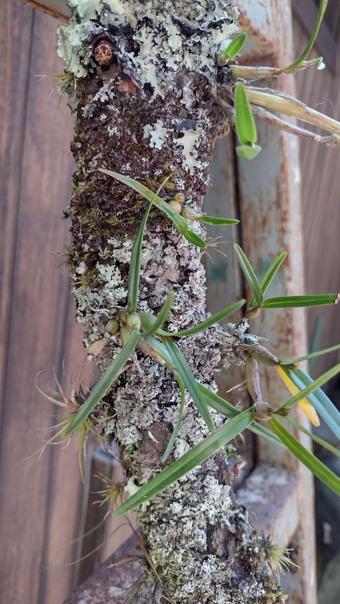 Image of Scaphyglottis confusa (Schltr.) Ames & Correll