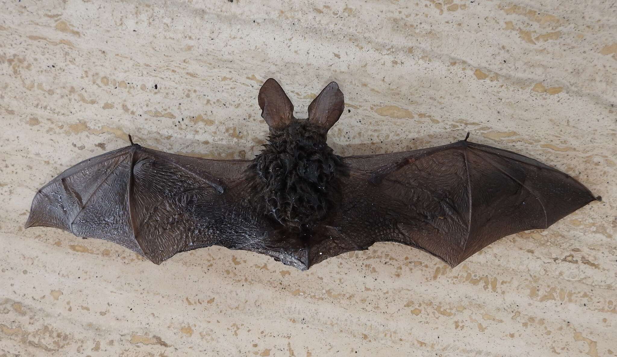 Image of Gould's Long-eared Bat