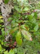 Image of Vaccinium smallii A. Gray