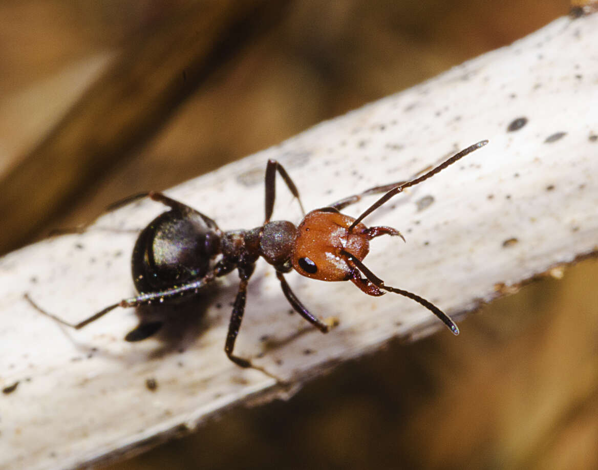 Слика од Formica obscuripes Forel 1886