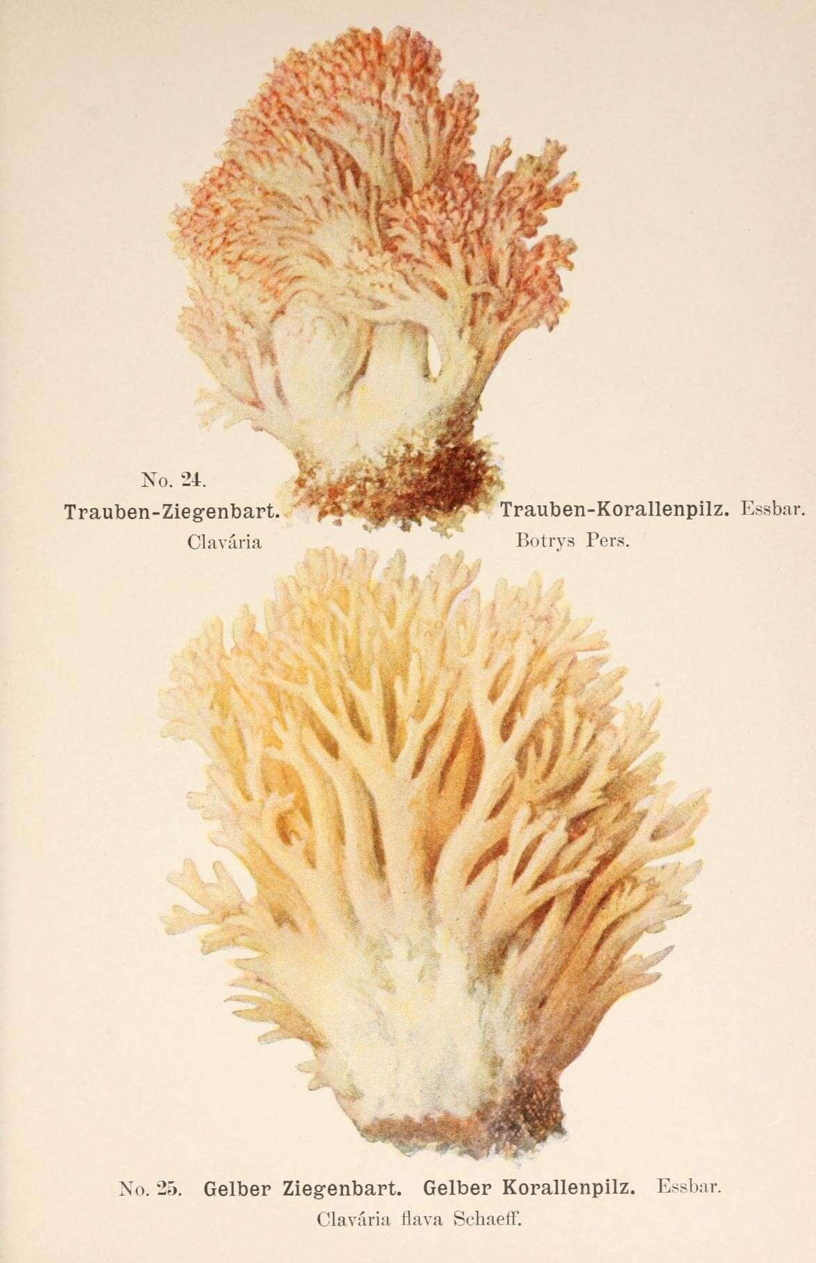 Image of Cauliflower coral