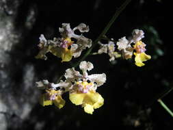 Image of Trichocentrum andreanum (Cogn.) R. Jiménez & Carnevali