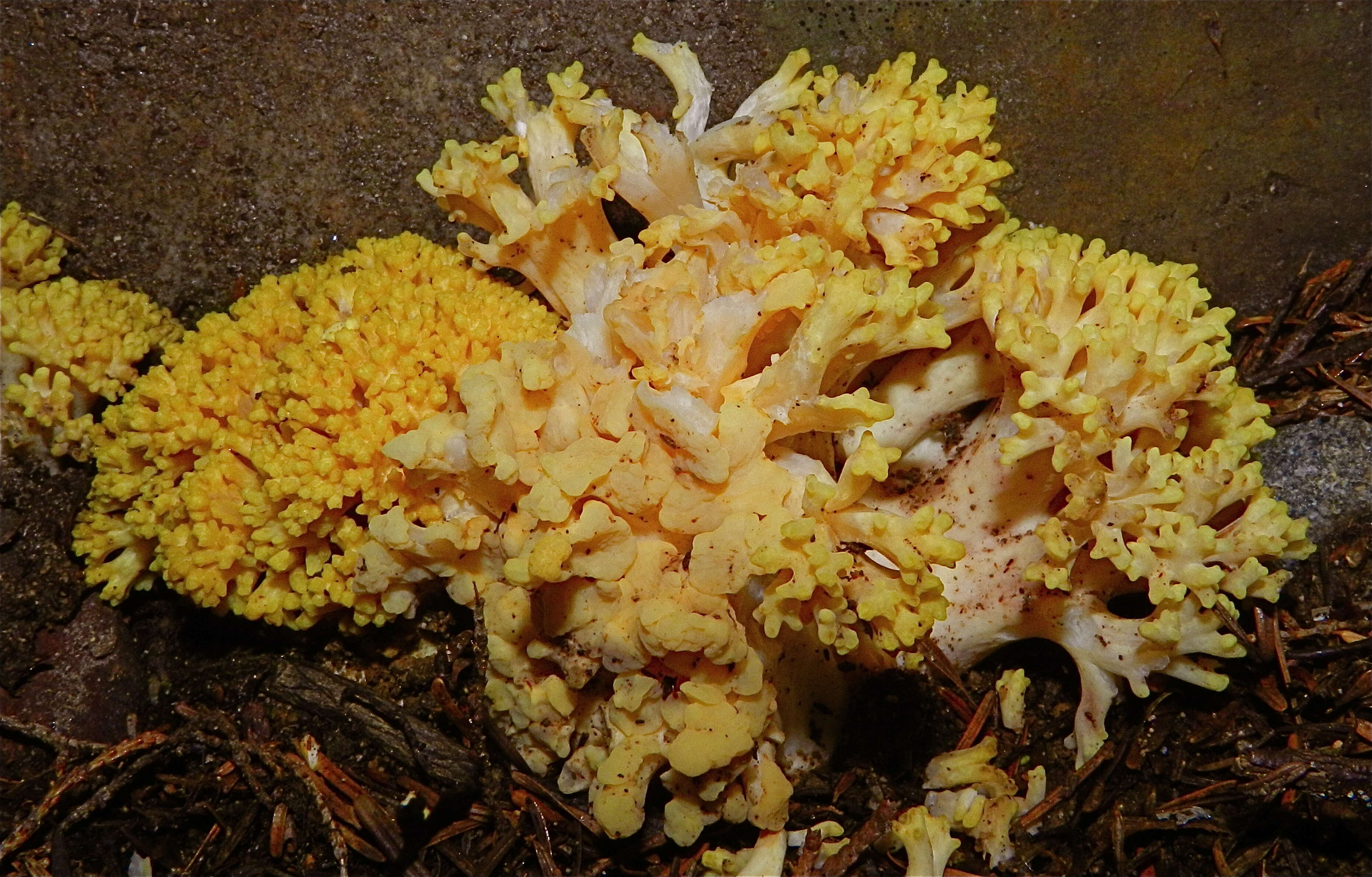 Image of Cauliflower coral