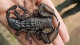 Image of Flat rock scorpion