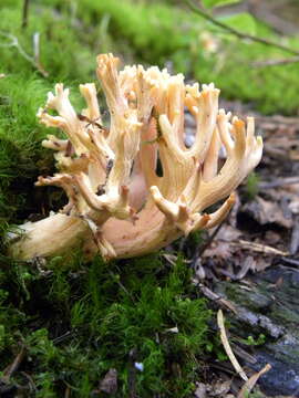 Ramaria botrytis (Pers.) Bourdot 1894 resmi