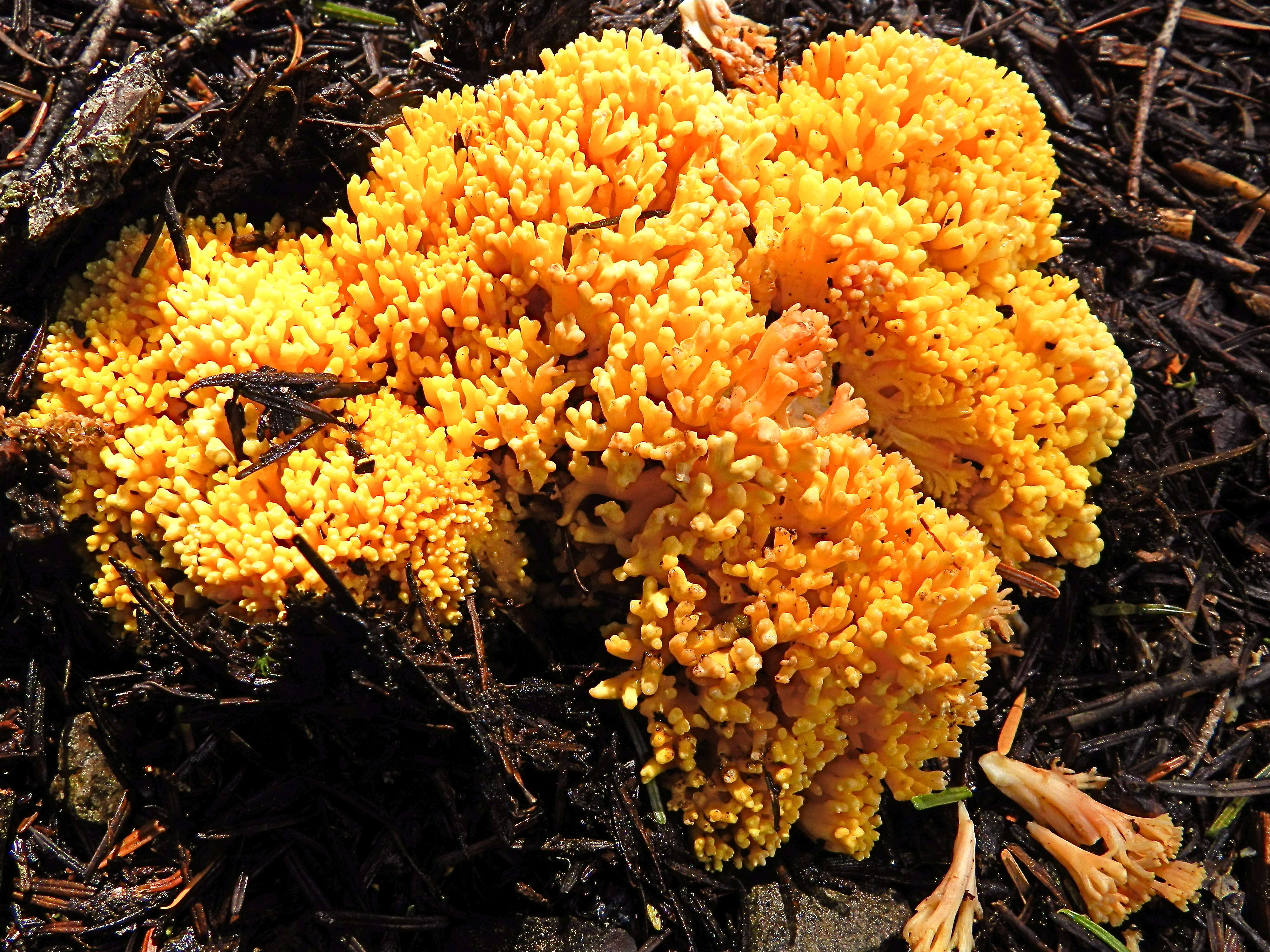 Image of Cauliflower coral