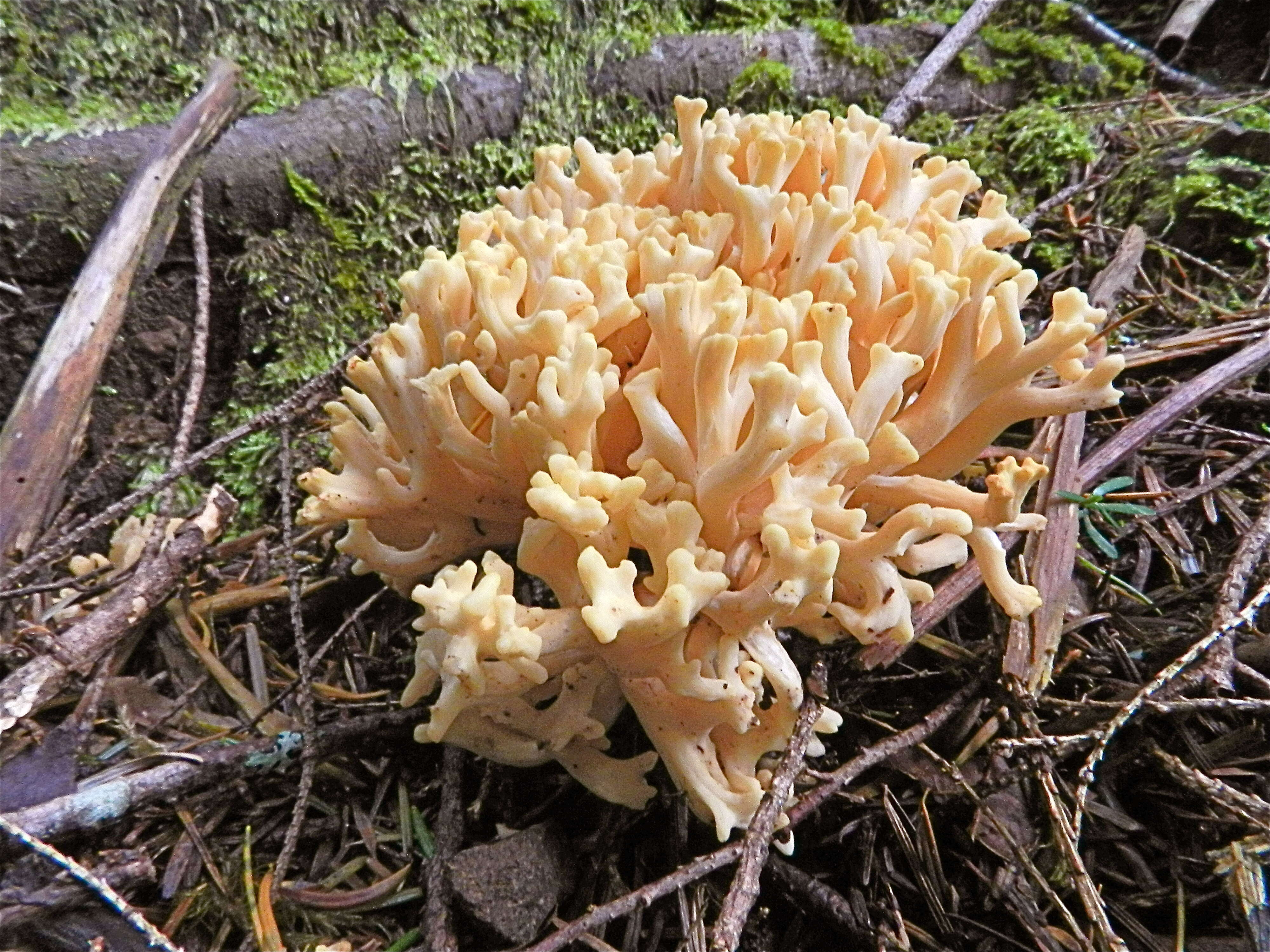 Image of Cauliflower coral