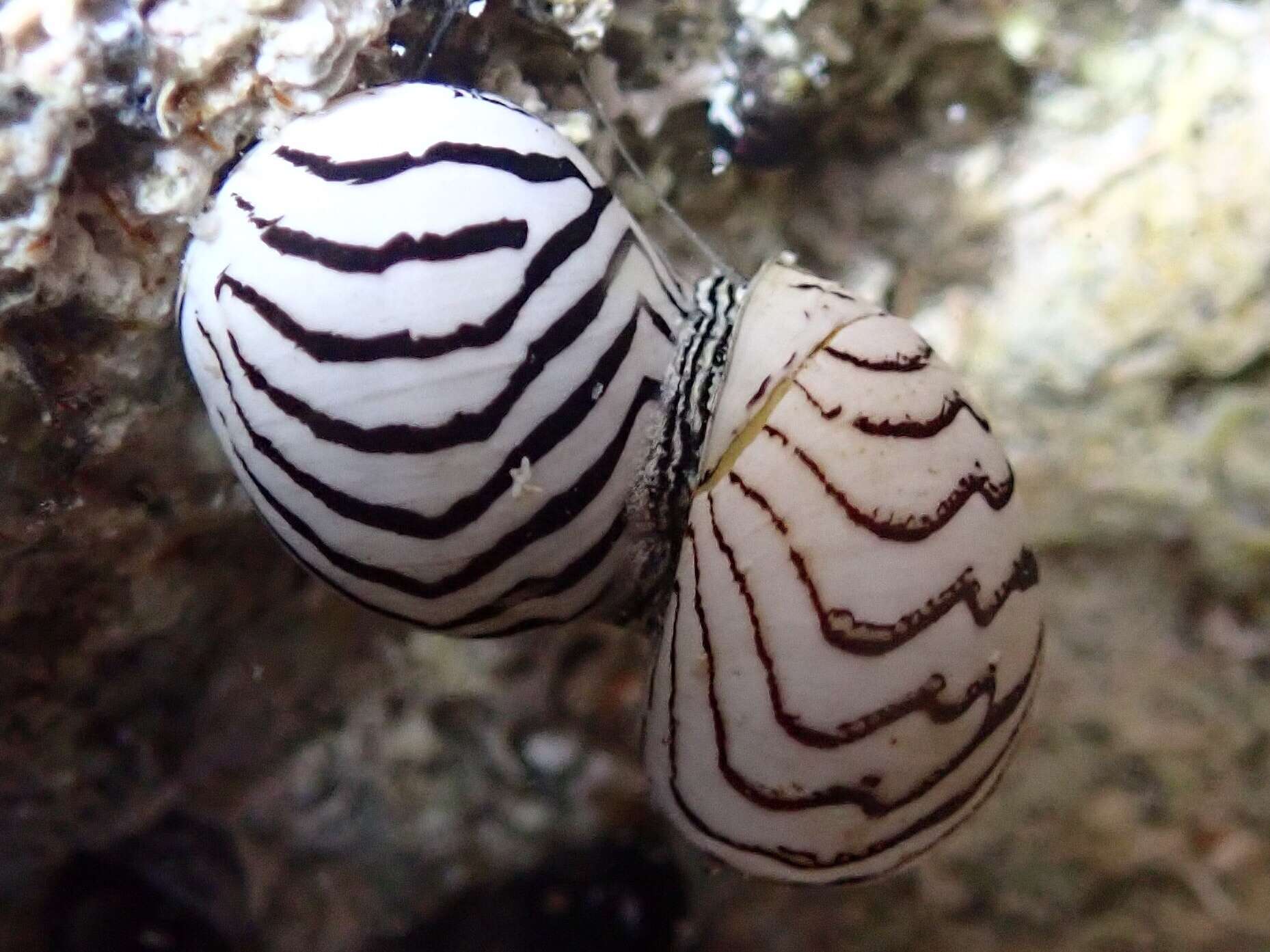 Image of Zebra nerite