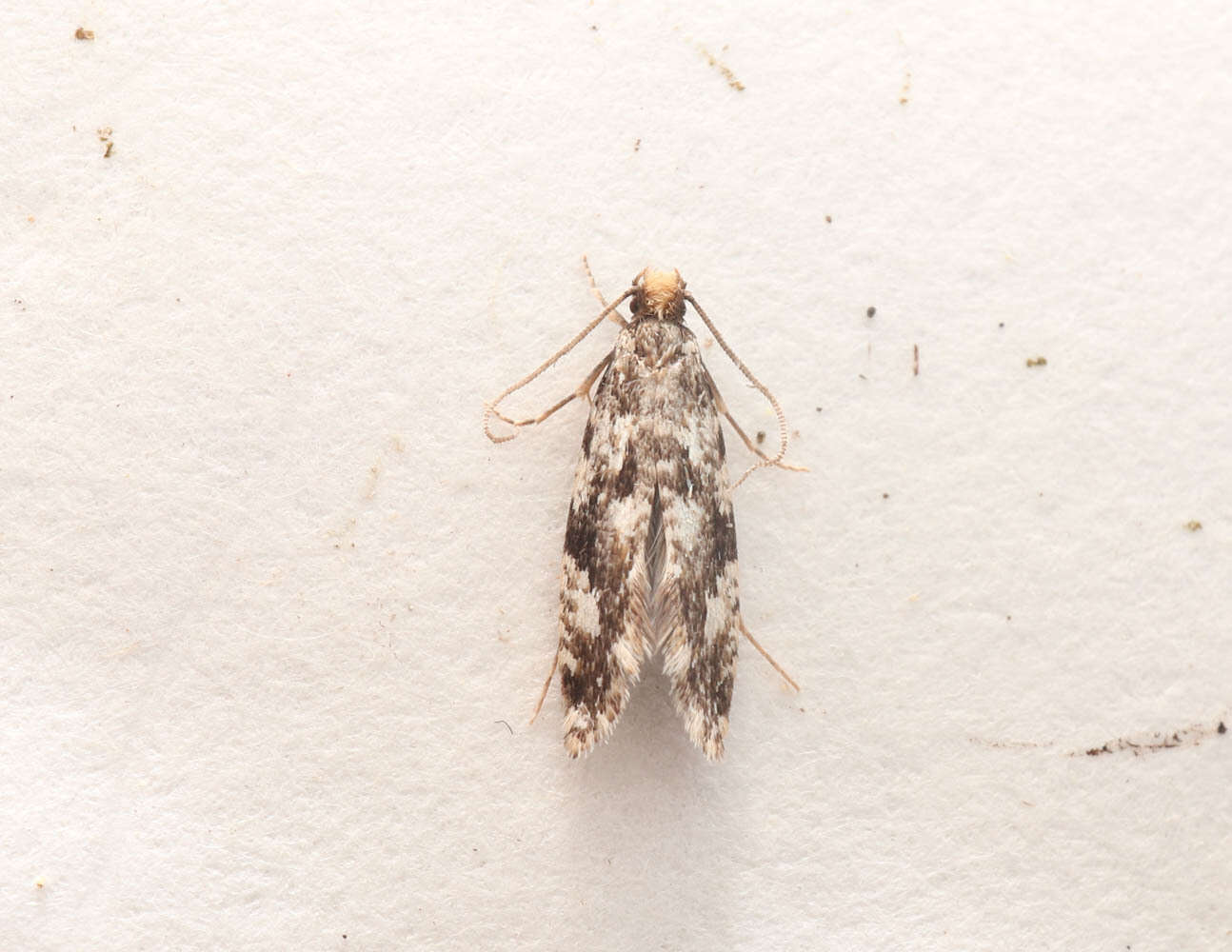 Image of Cork Moth