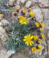 Image of hoary groundsel