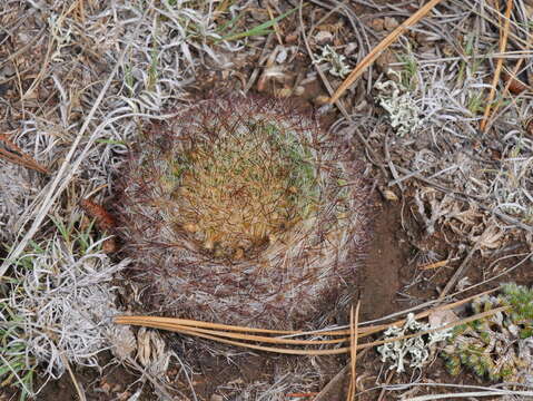 Image of mountain ball cactus