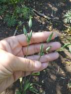 Plancia ëd Cerastium perfoliatum L.