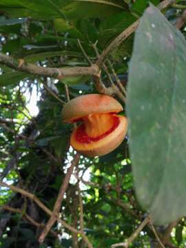 Image of Tabernaemontana macrocarpa Jack