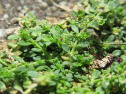 Image of smooth rupturewort