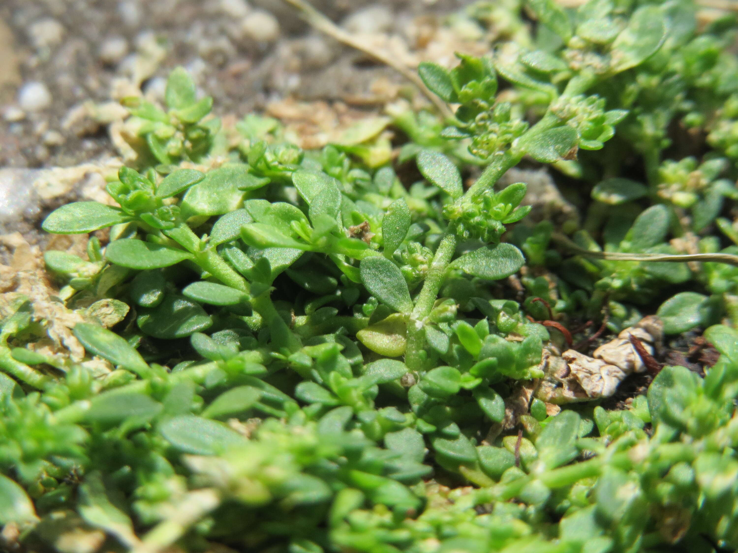 Image of smooth rupturewort