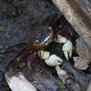 Image of Tioman crab