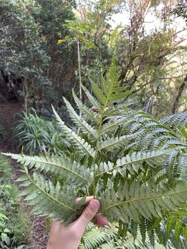 Image of Hapu'u