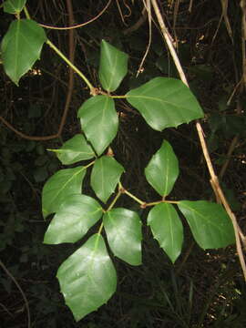 Plancia ëd Rhoicissus rhomboidea (E. Mey. ex Harv.) Planch.