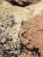 Image of Banded Rock Lizard