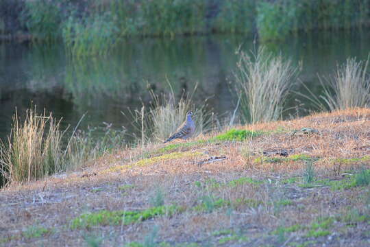 Image of Common Bronzewing