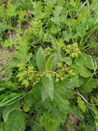 Image of Asclepias dregeana Schltr.