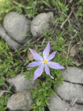 Image of Nemastylis tenuis var. nana (S. Watson) R. C. Foster