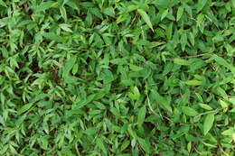 Image of East Indian bristlegrass