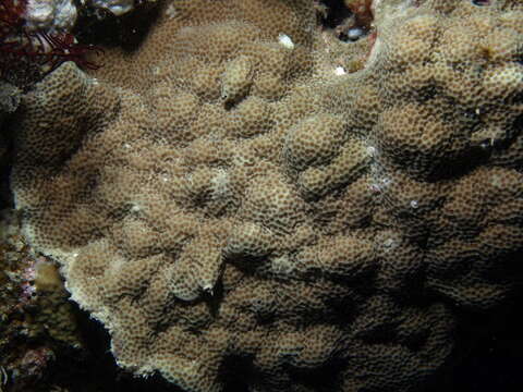 Image of Finger Coral