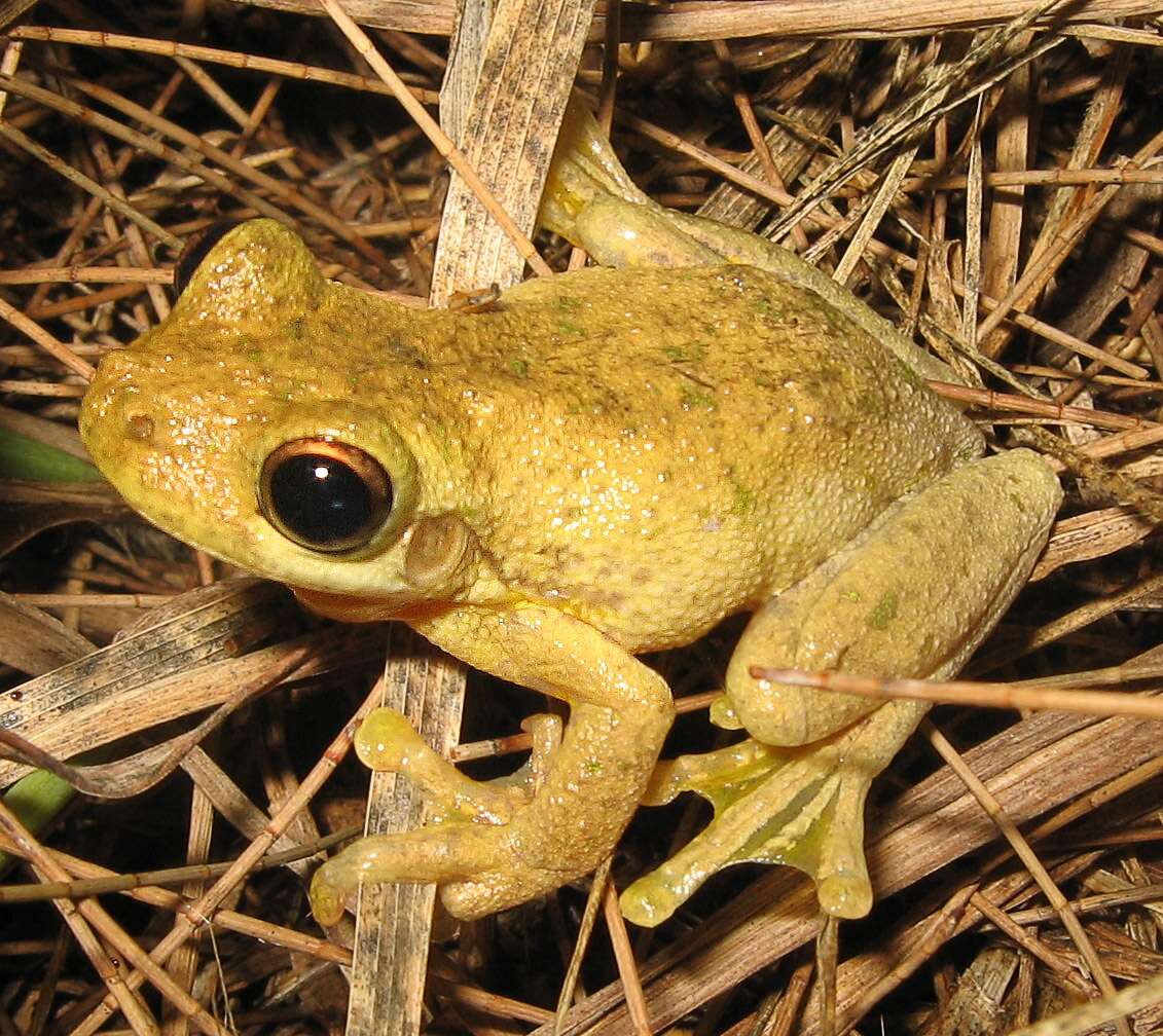 Image of Laughing Tree Frog