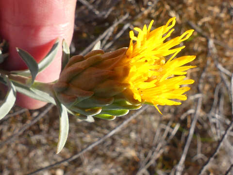 Image of Pteronia scabra Harv.