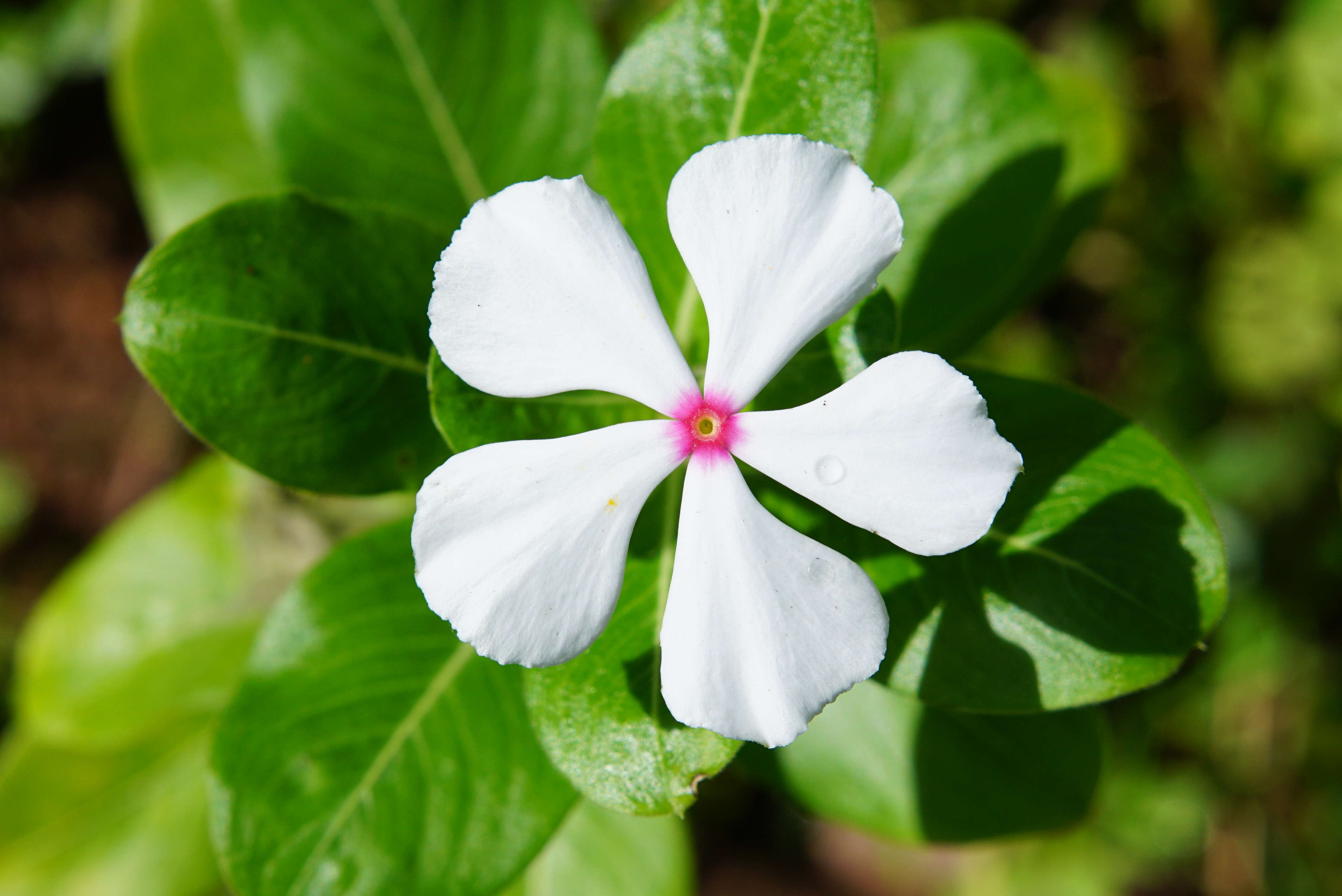 Image of Madagascar periwinkle