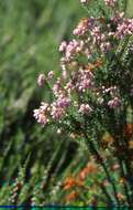 Image of Erica terminalis Salisb.