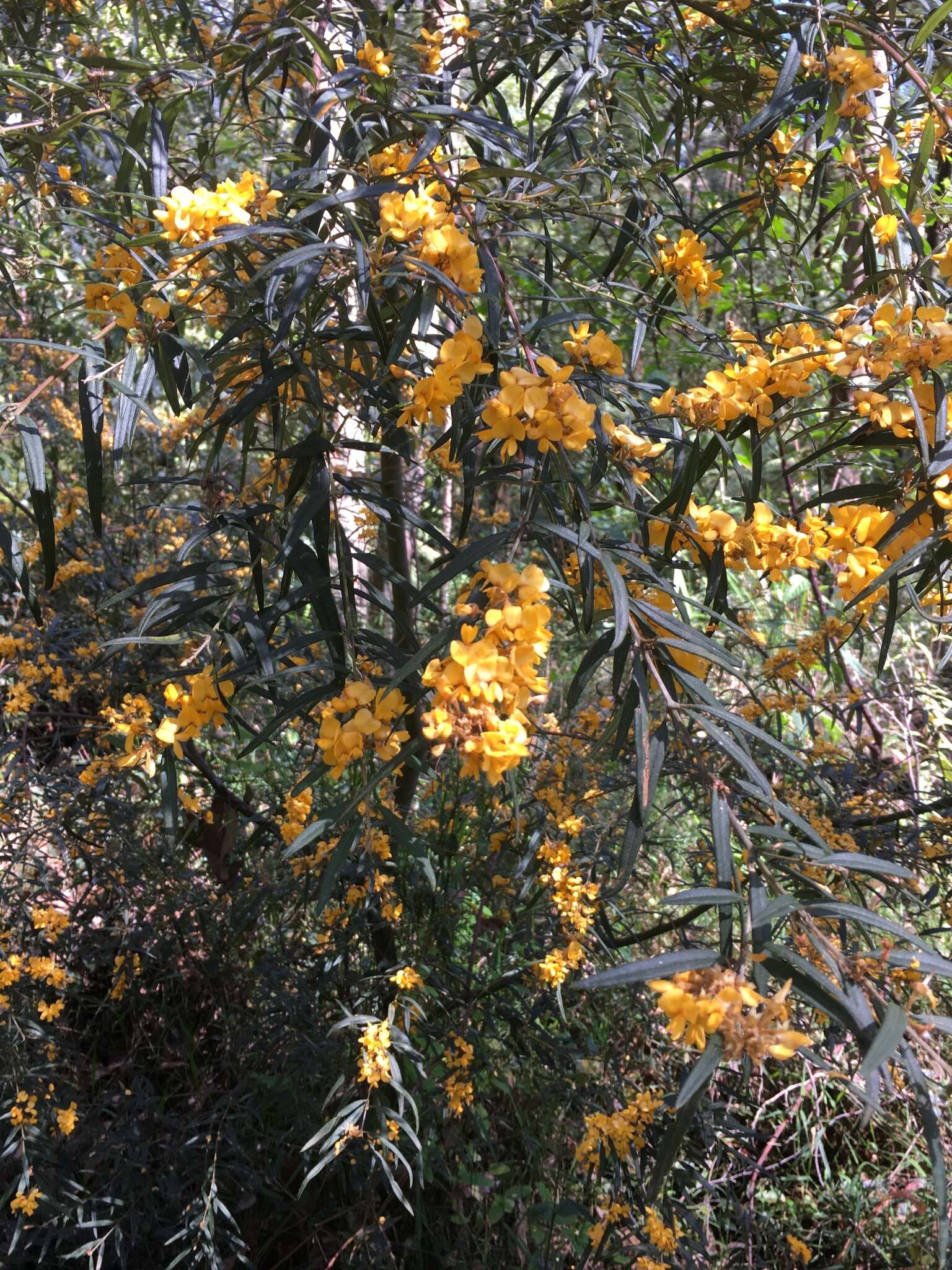 Image of Oxylobium arborescens R. Br.