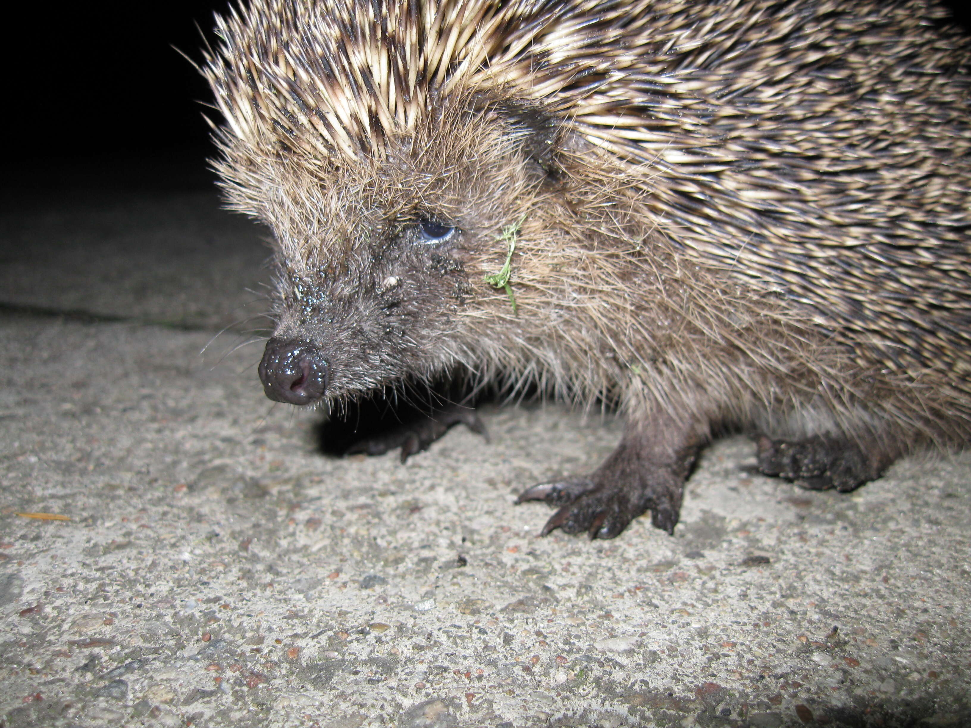 Image of Erinaceus Linnaeus 1758