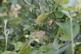 Image of Passiflora suberosa subsp. litoralis (Kunth) Port.-Utl. ex M. A. M. Azevedo, Baumgratz & Gonç.-Estev.