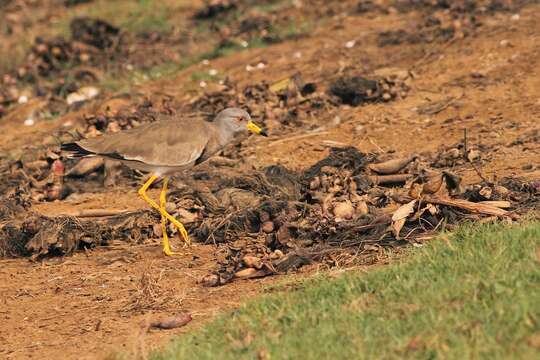 Image of Grey-headed Lapwing