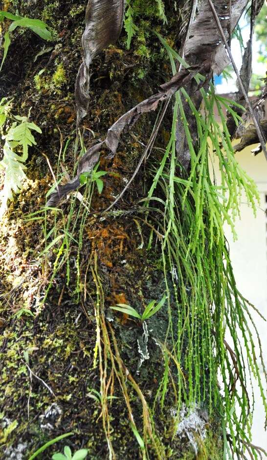 Image of flatfork fern