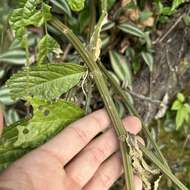 Image of Elatostema oblongifolium Fu