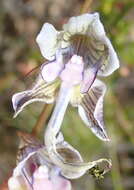 Image of Disa multifida Lindl.