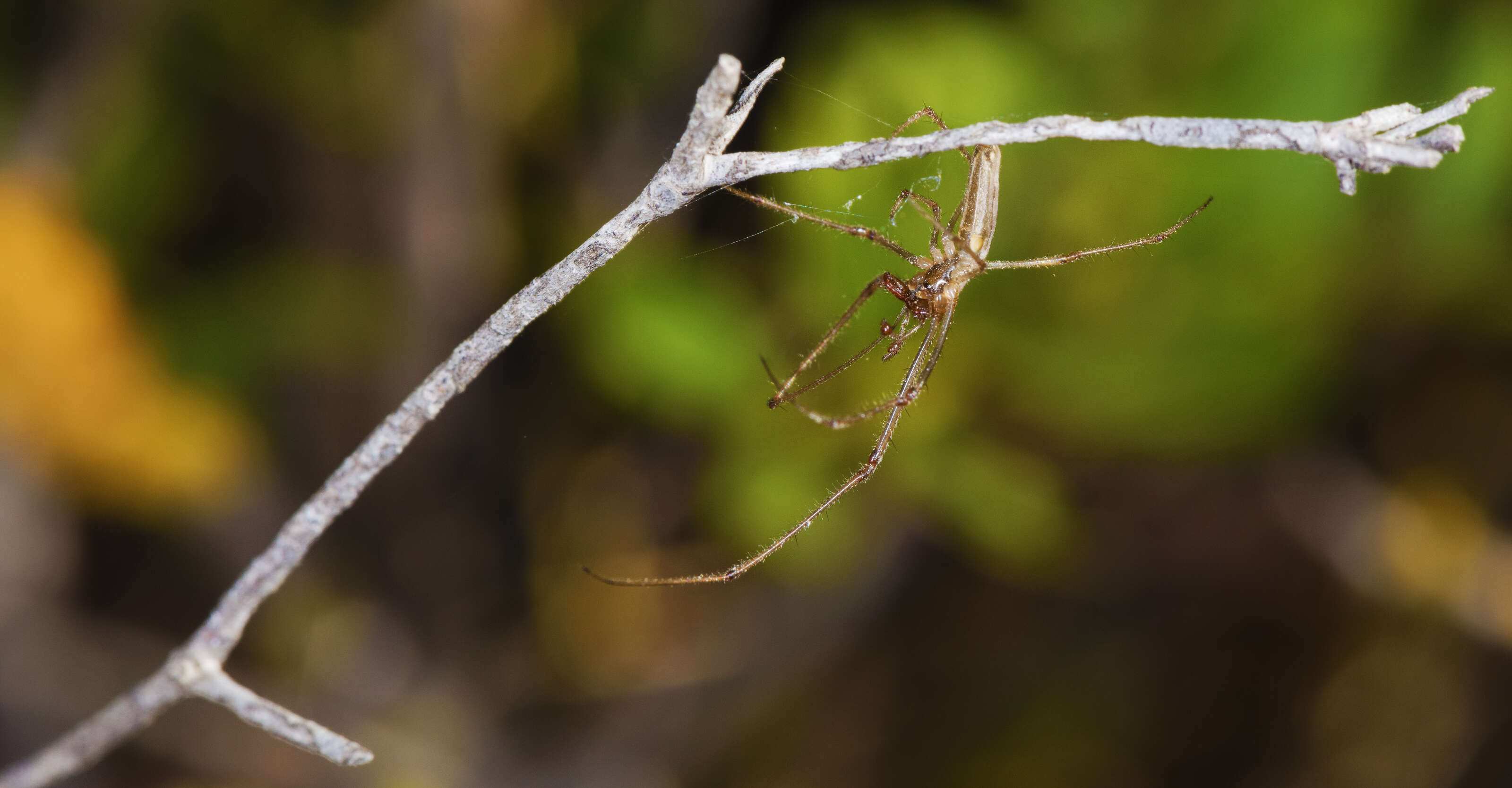 Image of Tetragnatha montana Simon 1874